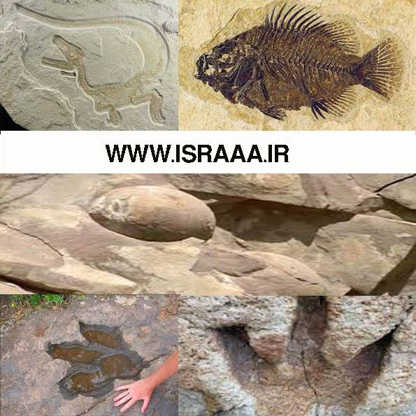 فسیل دایناسور در ایران